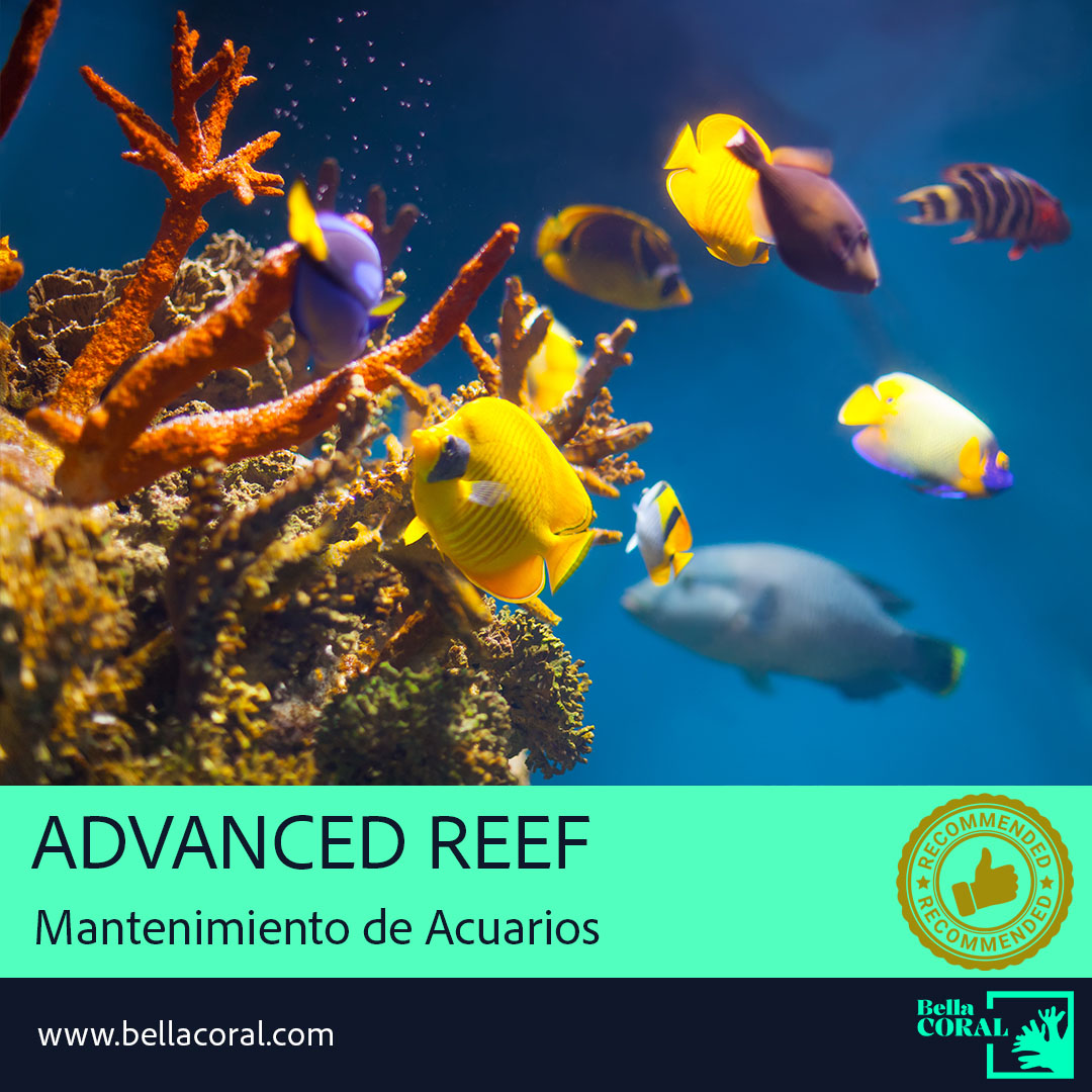 Plan Advanced Reef