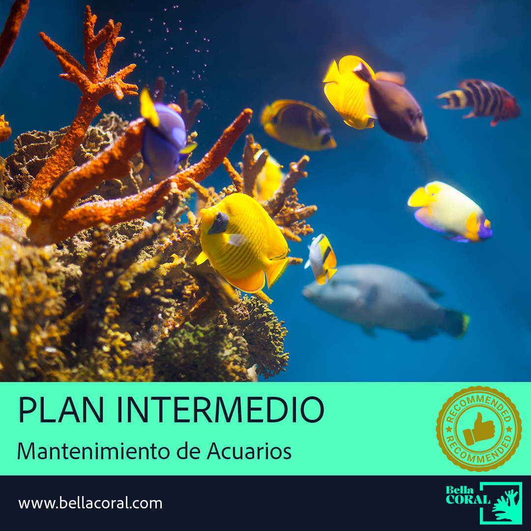 Plan Mantenimiento Intermedio Acuarios
