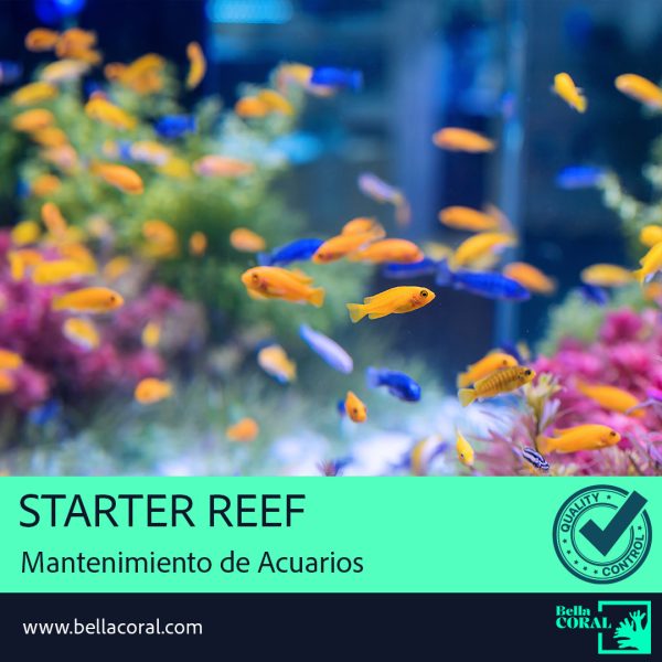 Plan Starter Reef